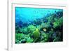 Tropical Fish Swimming over Reef-Stephen Frink-Framed Photographic Print