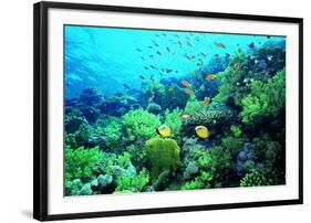 Tropical Fish Swimming over Reef-Stephen Frink-Framed Photographic Print