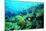 Tropical Fish Swimming over Reef-Stephen Frink-Mounted Photographic Print