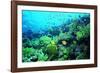 Tropical Fish Swimming over Reef-Stephen Frink-Framed Photographic Print