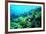 Tropical Fish Swimming over Reef-Stephen Frink-Framed Photographic Print