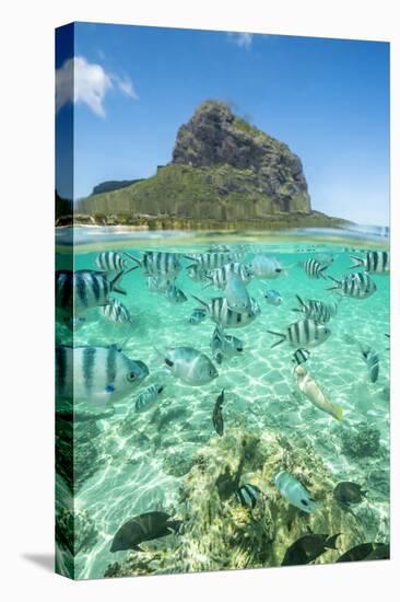 Tropical fish under the waves along the tropical coral reef, Le Morne Brabant, Mauritius-Roberto Moiola-Stretched Canvas