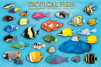 tropical fish