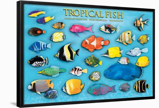 Tropical Fish-null-Framed Poster