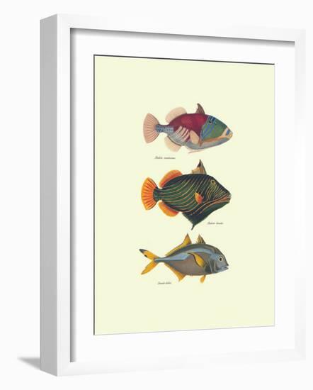 Tropical Fish-Georges Cuvier-Framed Art Print