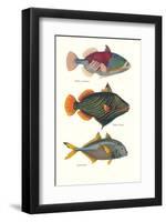 Tropical Fish-Georges Cuvier-Framed Premium Giclee Print