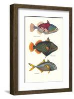 Tropical Fish-Georges Cuvier-Framed Premium Giclee Print