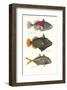 Tropical Fish-Georges Cuvier-Framed Premium Giclee Print