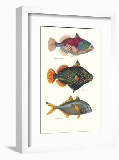 Tropical Fish-Georges Cuvier-Framed Premium Giclee Print
