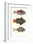 Tropical Fish-Georges Cuvier-Framed Premium Giclee Print