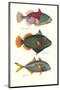 Tropical Fish-Georges Cuvier-Mounted Premium Giclee Print