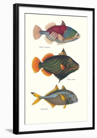 Tropical Fish-Georges Cuvier-Framed Premium Giclee Print