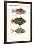 Tropical Fish-Georges Cuvier-Framed Premium Giclee Print