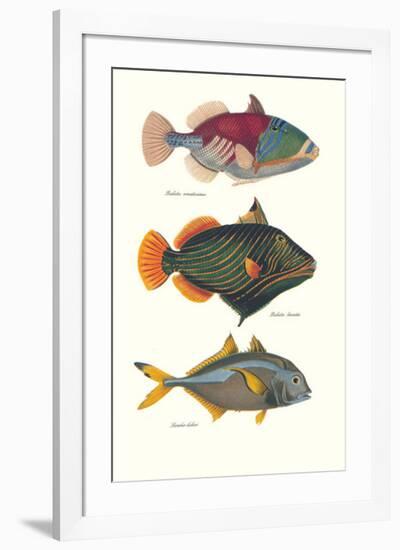 Tropical Fish-Georges Cuvier-Framed Premium Giclee Print