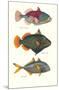 Tropical Fish-Georges Cuvier-Mounted Premium Giclee Print