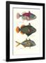 Tropical Fish-Georges Cuvier-Framed Premium Giclee Print