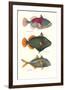 Tropical Fish-Georges Cuvier-Framed Premium Giclee Print