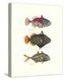 Tropical Fish-Georges Cuvier-Stretched Canvas