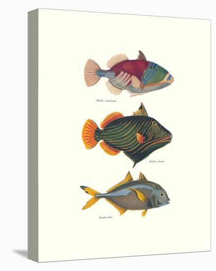 Tropical Fish-Georges Cuvier-Stretched Canvas