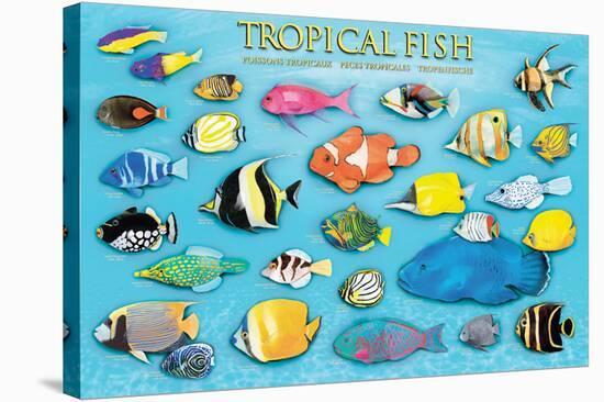 Tropical Fish-null-Stretched Canvas