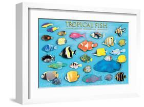 Tropical Fish-null-Framed Art Print