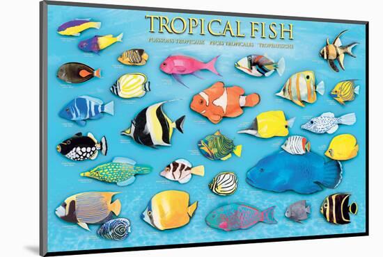 Tropical Fish-null-Mounted Art Print