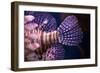 Tropical Fish-Karyn Millet-Framed Photographic Print