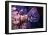 Tropical Fish-Karyn Millet-Framed Photographic Print