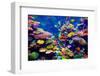 Tropical Fish-goinyk-Framed Photographic Print