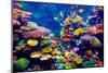 Tropical Fish-goinyk-Mounted Photographic Print