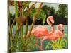 Tropical Flamingo II-Linda Baliko-Mounted Art Print