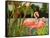 Tropical Flamingo II-Linda Baliko-Framed Stretched Canvas