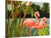 Tropical Flamingo II-Linda Baliko-Stretched Canvas