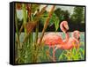 Tropical Flamingo II-Linda Baliko-Framed Stretched Canvas