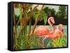 Tropical Flamingo II-Linda Baliko-Framed Stretched Canvas