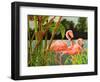 Tropical Flamingo II-Linda Baliko-Framed Art Print