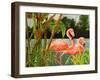 Tropical Flamingo II-Linda Baliko-Framed Art Print