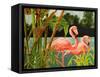 Tropical Flamingo II-Linda Baliko-Framed Stretched Canvas