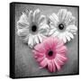Tropical Floral Bunch I-Gail Peck-Framed Stretched Canvas