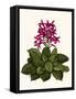 Tropical Flower 1-Fab Funky-Framed Stretched Canvas