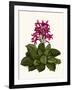 Tropical Flower 1-Fab Funky-Framed Art Print