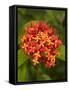 Tropical Flower, Coral Coast, Viti Levu, Fiji, South Pacific-David Wall-Framed Stretched Canvas