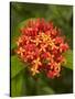 Tropical Flower, Coral Coast, Viti Levu, Fiji, South Pacific-David Wall-Stretched Canvas