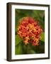 Tropical Flower, Coral Coast, Viti Levu, Fiji, South Pacific-David Wall-Framed Photographic Print