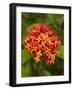 Tropical Flower, Coral Coast, Viti Levu, Fiji, South Pacific-David Wall-Framed Photographic Print