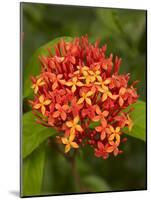 Tropical Flower, Coral Coast, Viti Levu, Fiji, South Pacific-David Wall-Mounted Photographic Print