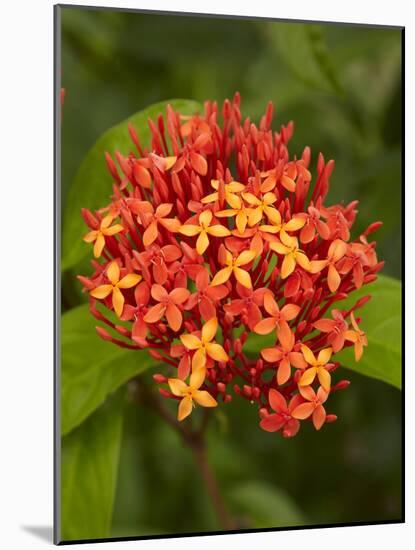 Tropical Flower, Coral Coast, Viti Levu, Fiji, South Pacific-David Wall-Mounted Photographic Print