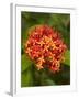 Tropical Flower, Coral Coast, Viti Levu, Fiji, South Pacific-David Wall-Framed Photographic Print