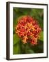 Tropical Flower, Coral Coast, Viti Levu, Fiji, South Pacific-David Wall-Framed Photographic Print