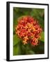 Tropical Flower, Coral Coast, Viti Levu, Fiji, South Pacific-David Wall-Framed Photographic Print